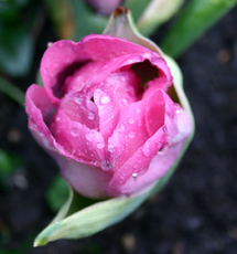 Tulpe-Wassertropfen-1.jpg