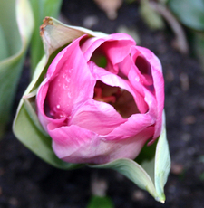 Tulpe-erblüht-2.jpg
