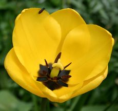 Tulpe-gelb-A1.jpg