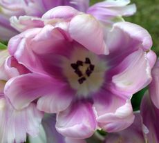 Tulpe-lila.jpg