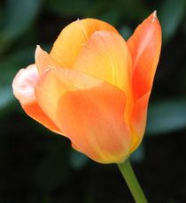 Tulpe-orange-154.jpg