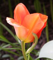 Tulpe-orange-156.jpg