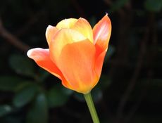 Tulpe-orange-158.jpg