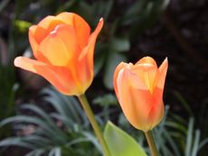 Tulpe-orange-171.jpg