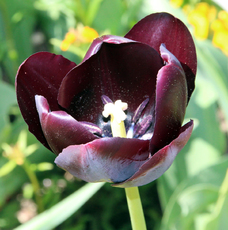 Tulpe-schwarz-0562.jpg