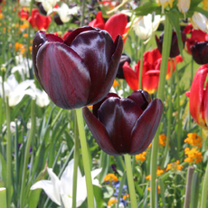 Tulpe-schwarz-0563.jpg