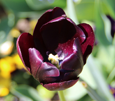Tulpe-schwarz-0564.jpg
