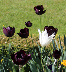 Tulpe-schwarz-0565.jpg