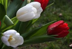 Tulpen-109.jpg