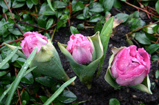 Tulpen-3.jpg
