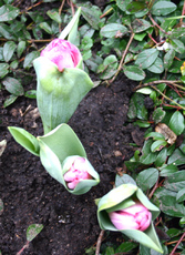Tulpen-3-in-Knospe.jpg
