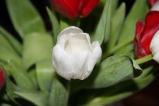 Tulpen-42.jpg
