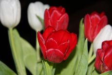 Tulpen-44.jpg