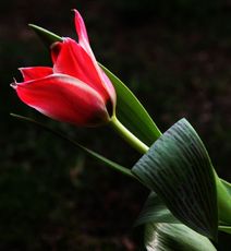 Tulpen-89.jpg