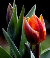 Tulpen-90.jpg