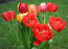 Tulpen-bunt.jpg