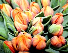 Tulpen-orange.jpg