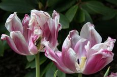Tulpen-rosa-verblüht.jpg