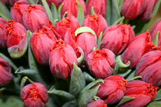 Tulpen-rot.jpg