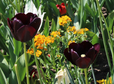 Tulpen-schwarz-0567.jpg