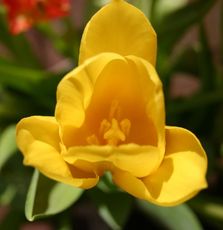 Tulpenbluete-gelb-1.jpg