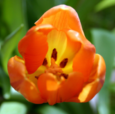 Tulpenblüte-4.jpg