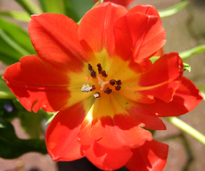 Tulpenblüte-rot-7.jpg