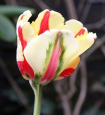 französische-Tulpe-1.jpg