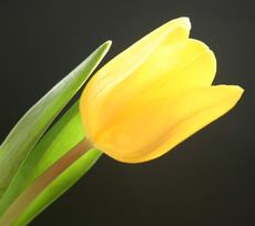 gelbe-Tulpe.jpg