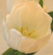 weisse-Tulpe-2.jpg