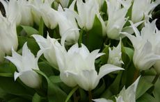 weiße-Tulpen-D.jpg