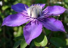 Clematis-A1.jpg