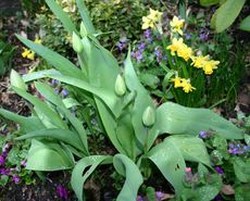 Fruehblueher-im-Garten.jpg