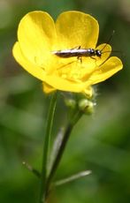 Hahnenfuss-Butterblume-3.jpg