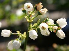 Heidelbeere-Blüte.jpg