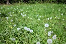 Löwenzahn-Pusteblume-Wiese-1.jpg
