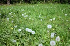 Löwenzahn-Pusteblume-Wiese-1.jpg