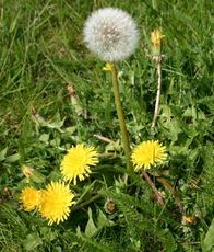 Löwenzahn-mit-Pusteblume.jpg