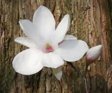 Magnolienblüte-069.jpg