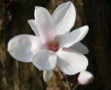 Magnolienbüte-067.jpg