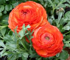 Ranunkel-orange.jpg