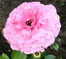 Ranunkel-rosa.jpg