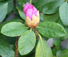 Rhododendron-1.jpg