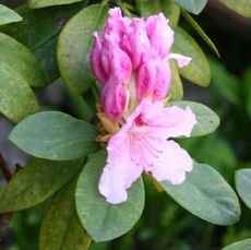Rhododendron-2.jpg