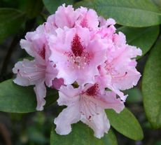 Rhododendron-3.jpg