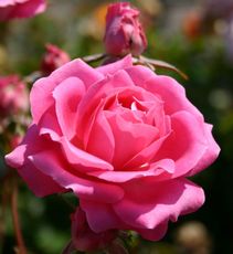 Rose-rosa-A1.jpg