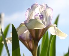 Zwerg-Iris-1.jpg