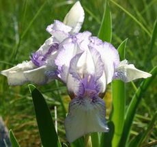 Zwerg-Iris-3.jpg