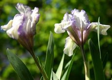 Zwerg-Iris-6.jpg