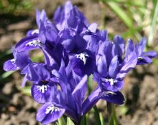 Zwerg-Iris-8.jpg